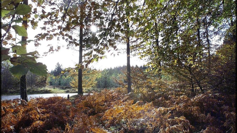 Efterår i Rold Skov. Foto: Jens Morten <i>© Jens Morten</i>