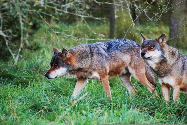 Efter mere end 200 års fravær dukkede ulven igen op i Danmark i 2012. Siden har vi haft besøg af adskillige omstrejfende ulve, og sidste år fik et ulvepar et kuld ulvehvalpe i et vestjysk plantageområde. Arkivfoto: