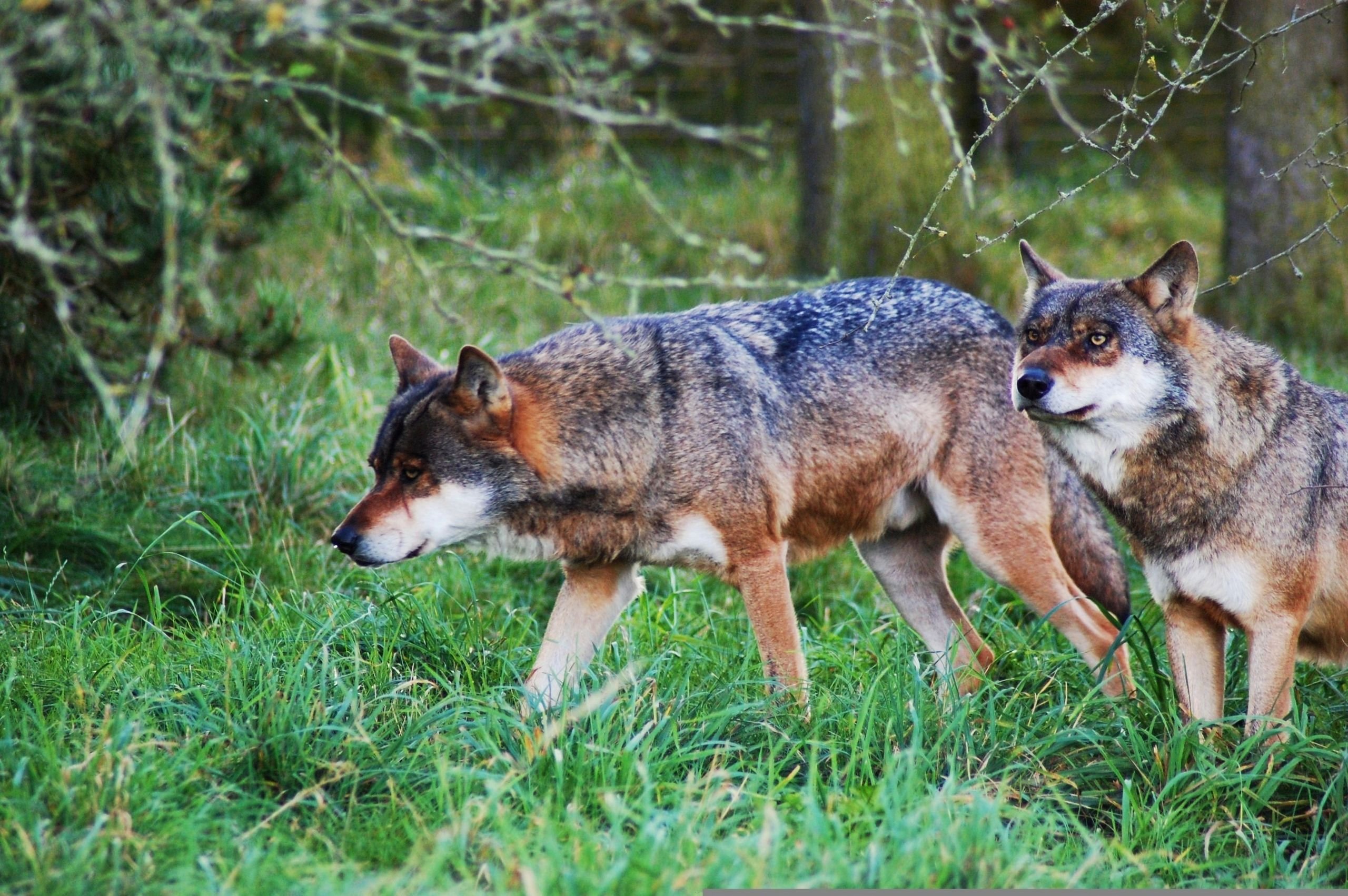 Jægerforbund: Sandsynligt at ulve bliver dræbt