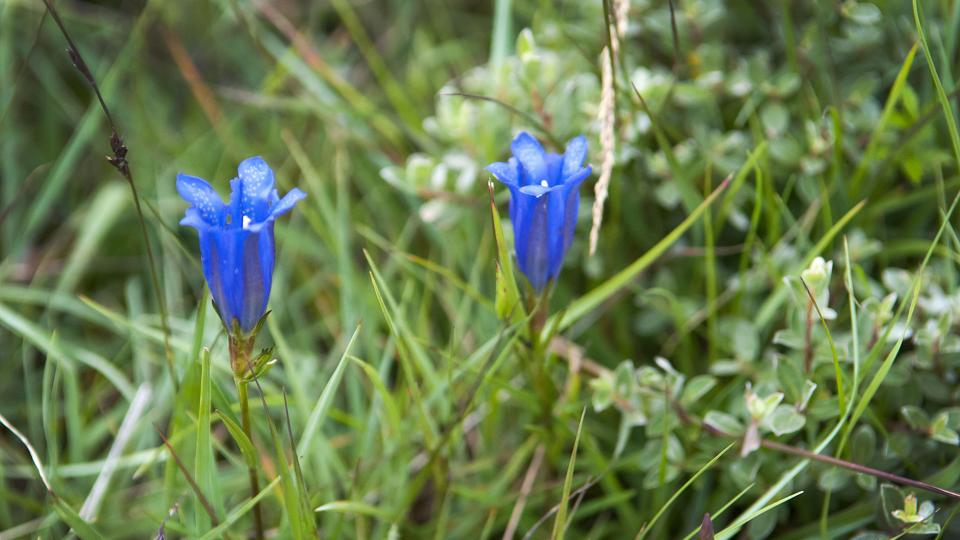 Ensianblåfuglen lægger sine æg på klokke-ensian - og når larverne er klækket, lever de et par uger på blomsten. Foto: Jens Fogh-Andersen