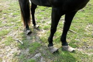 Mishandling: Heste fjernet fra ejer