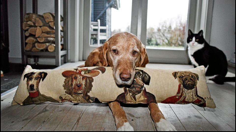 Dyrlægerne ser alt for mange overvægtige hunde. Arkivfoto <i>Scanpix Danmark</i>