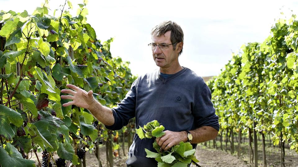 Mogens Damsgaard fortæller om at dyrke vin i Vendsyssel. Arkivfoto <i>Pressefotograf Claus Søndberg</i>
