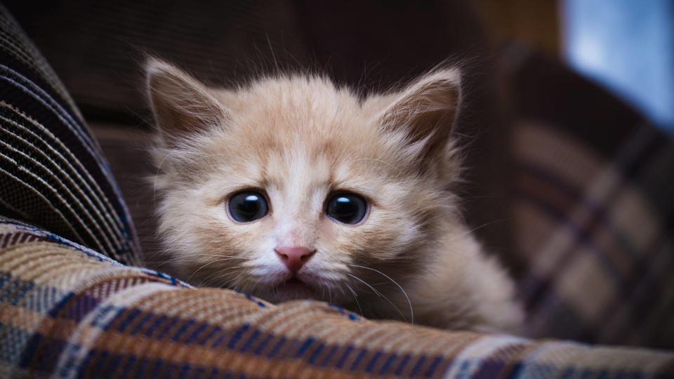Især katte bliver smidt væk som levende affald af mennesker, der ikke vil have dem mere. Foto: Iris/Scanpix <i>Scanpix Denmark</i>