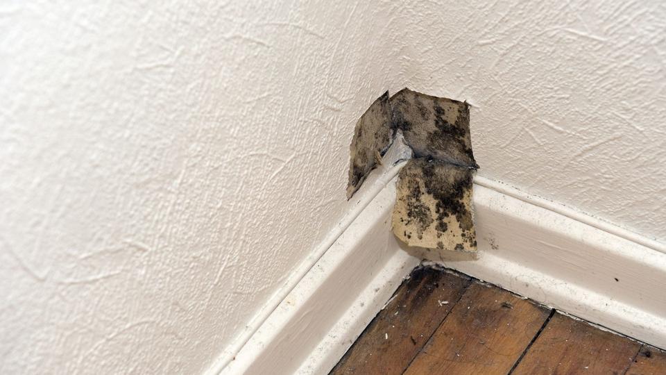 Det kommunale forbud sidste sommer havde baggrund i fund af skimmelsvampe og skimmelsporer i boligen. Arkivfoto