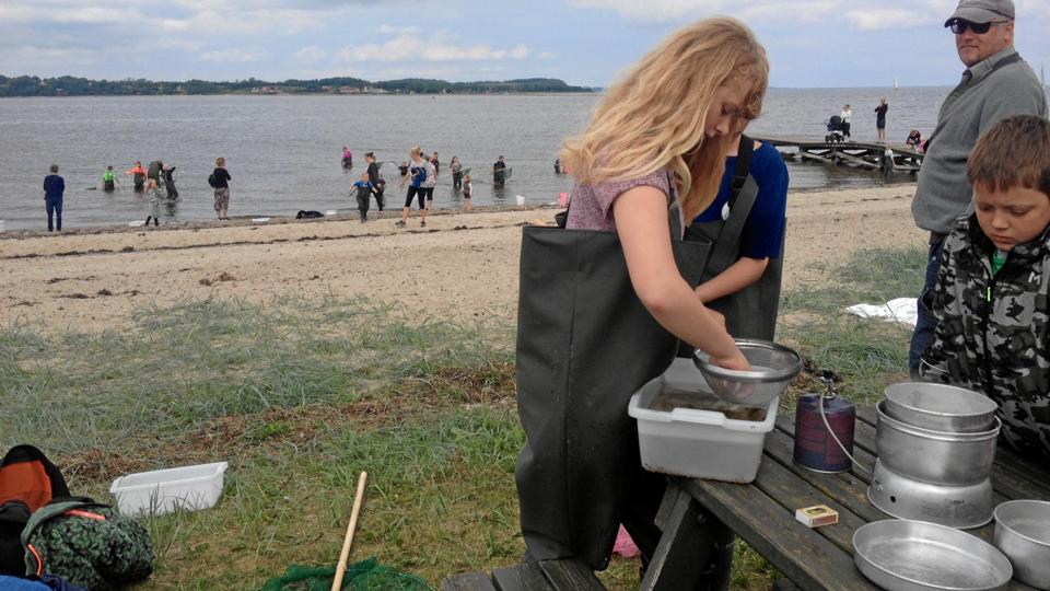 Over 200 naturinteresserede i alle aldre hoppede i weekenden i waders og gav sig i kast med at fange fjordrejer i Hvalpsund. Privatfoto