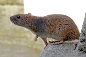 Kommune opruster mod rotter: - Rotter er en større og større plage rundt omkring