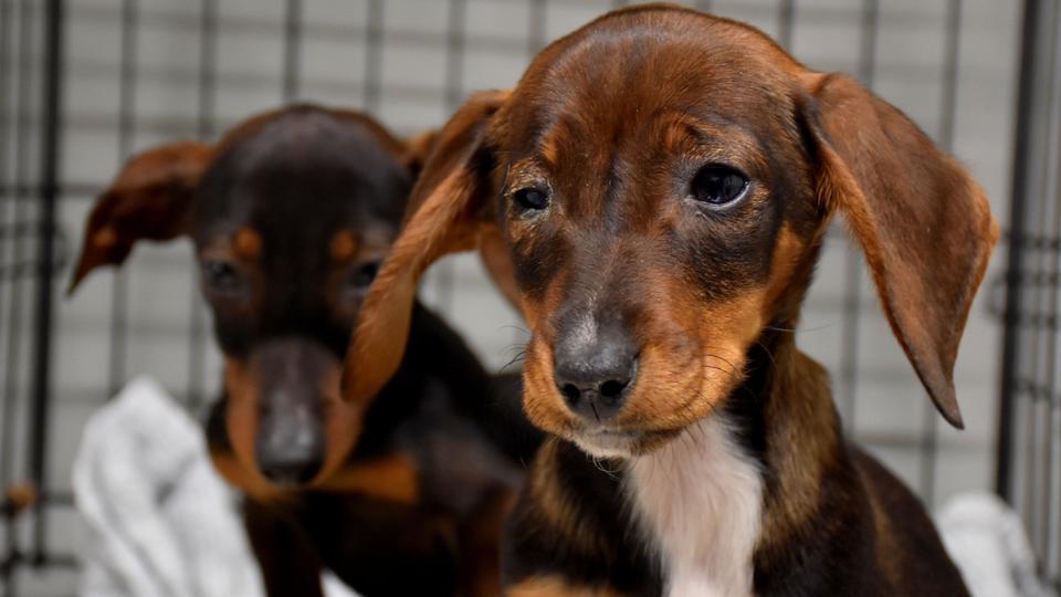 12 hunde overdraget til Dyrenes Beskyttelse. Foto: Dyrenes Beskyttelse