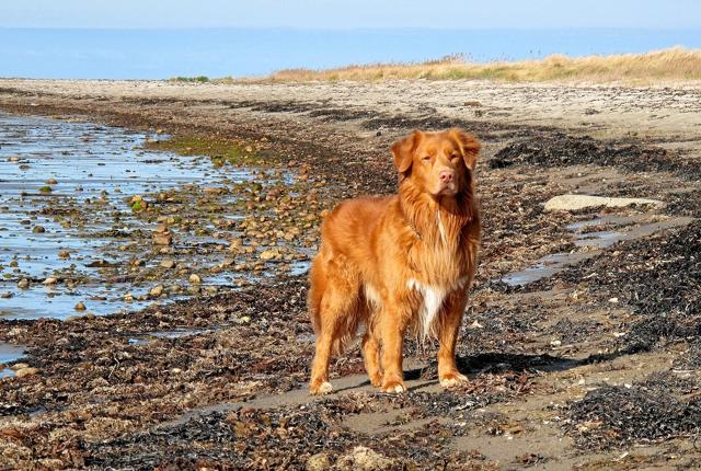 Fra 1. oktober må hundene igen løbe løs på de fleste danske kyster, men hold øje med skiltningen, lyder rådet. Foto: Dyrenes Beskyttelse