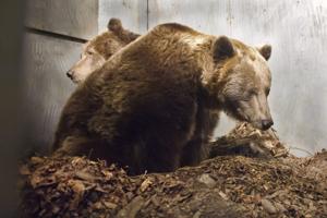 Shitstorm mod zoo efter bjørneaflivning