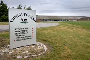 Stort nordjysk kvægbrug går konkurs