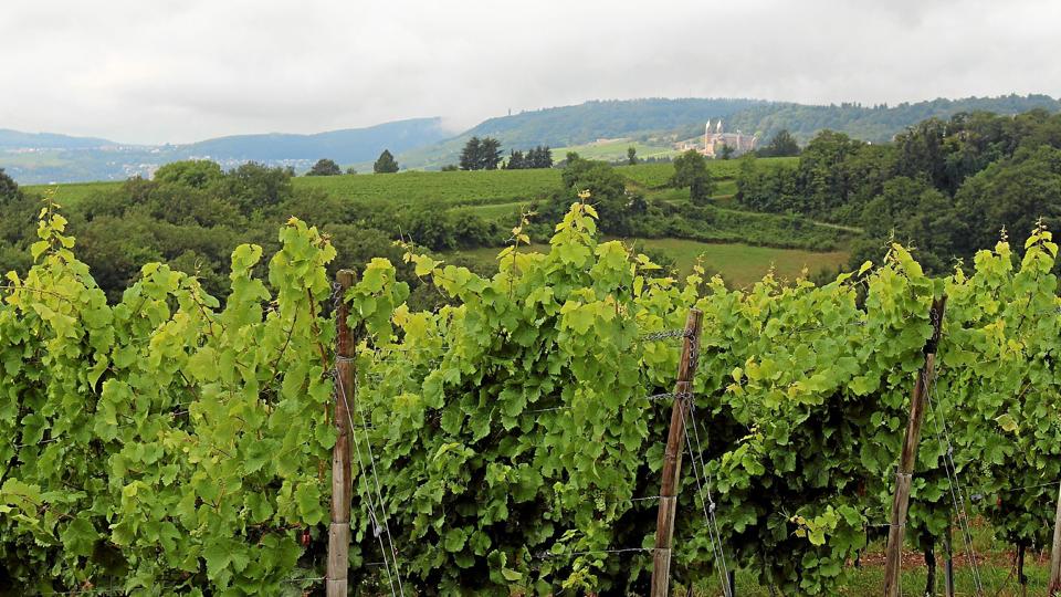 Vinmarkerne ligger i det bølgende landskab på skråningen over Rhinen med den ene smukke udsigt efter den anden. Foto: Jørgen la Cour-Harbo <i>Jørgen la Cour-Harbo</i>