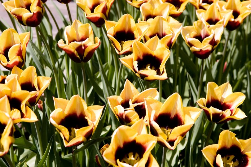 Lige nu står tulipanerne flot i blomsterparken. Arkivfoto.