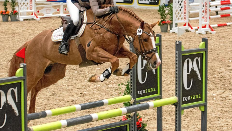 Præmiehingsten, Casall Sem, i spring i Herning Messecenter. Foto: Kalhave Foto