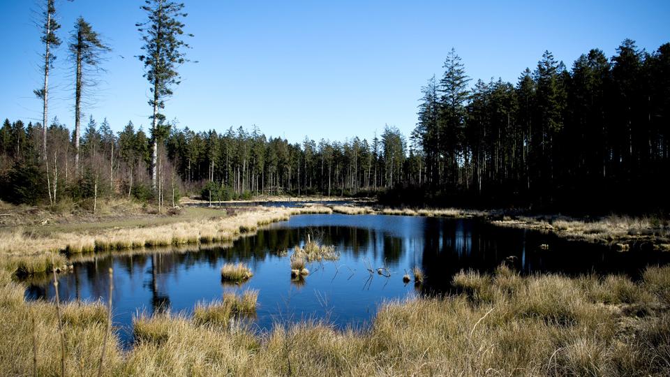 Et rådyr blev forleden fundet skambidt i Rold Skov, fortæller Skovfoged ved Naturstyrelsen i Himmerland, Leif Lyngsø. Arkivfoto: Henrik Bo <i>Foto: Henrik Bo</i>