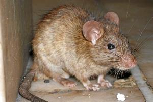 Dyr rotteplage: Aalborg hæver gebyr for bekæmpelse