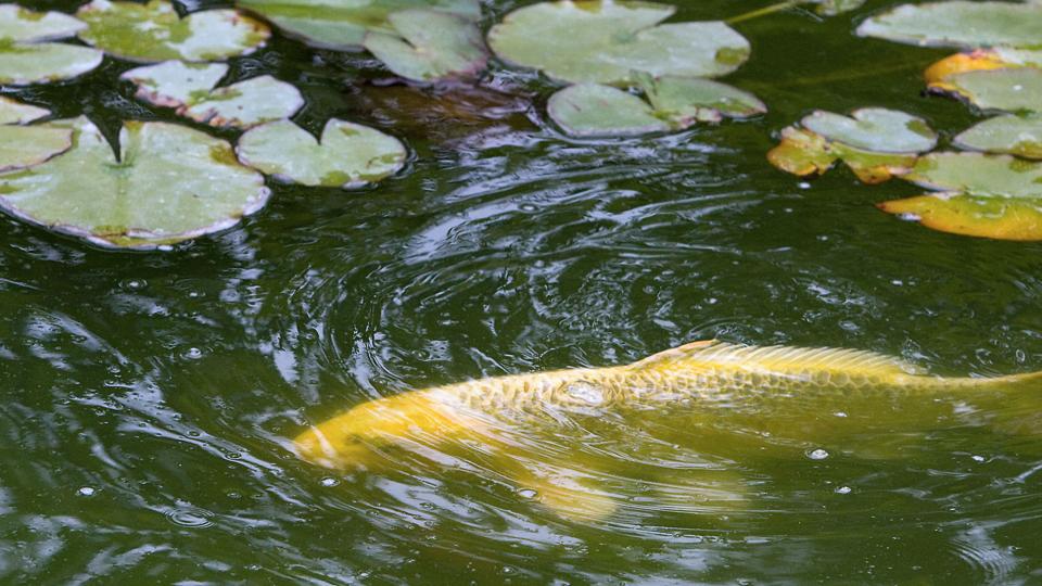 Der er udsat karper og guldfisk i søen. Arkivfoto