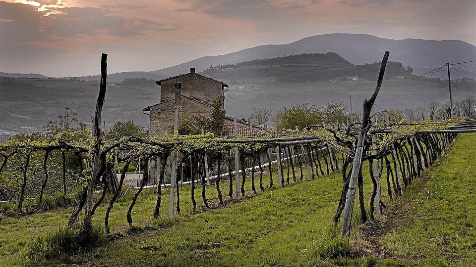Den klassiske opbinding i Veneto er ?pergulaer, så der er hundreder af hektarer ?overdækket med vin. <i>Jørgen la Cour-Harbo</i>