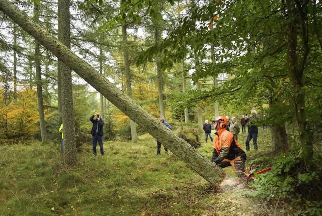 Skovarbejder Jens Rasmussen har skåret igennem, og lærketræet falder mod skovbunden med mange interesserede i baggrunden.