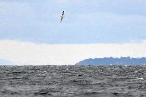 Albatros set i Skagen