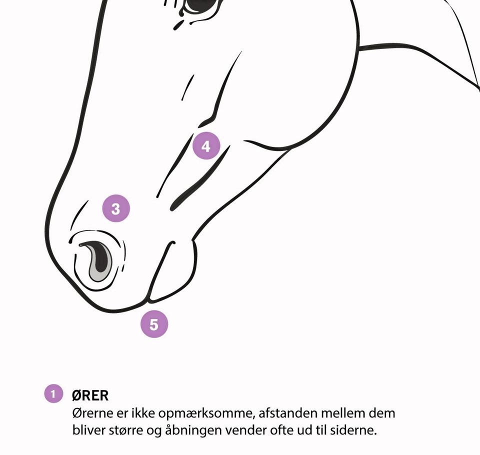 Galleri - Tryk og se alle billederne.