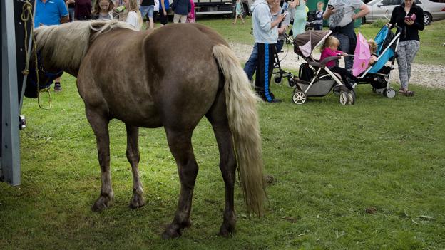 Der kan blive færre heste på Vildsund Marked i år, muligvis på grund af stigende priser på heste. <i>Arkivfoto: Peter Mørk</i>