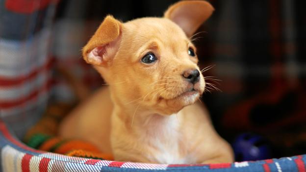 Sofie Glad har to hunde af miniracen Chihuahua, som er den populæreste i både Nordjylland og København. <i>Foto: Colourbox</i>