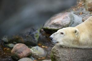 Video: Første møde med isbjørneunge