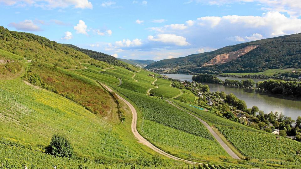 Riesling er den store drue på skråningerne ned med Rhinen, hvor der produceres flot vin - men der sælges mere fransk hvidvin end tysk. Foto: Jørgen la Cour-Harbo <i>Jørgen la Cour-Harbo</i>