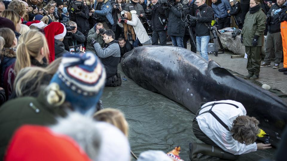 Hvalen var interessant både til vands og til lands. <i>Foto: Laura Guldhammer</i>