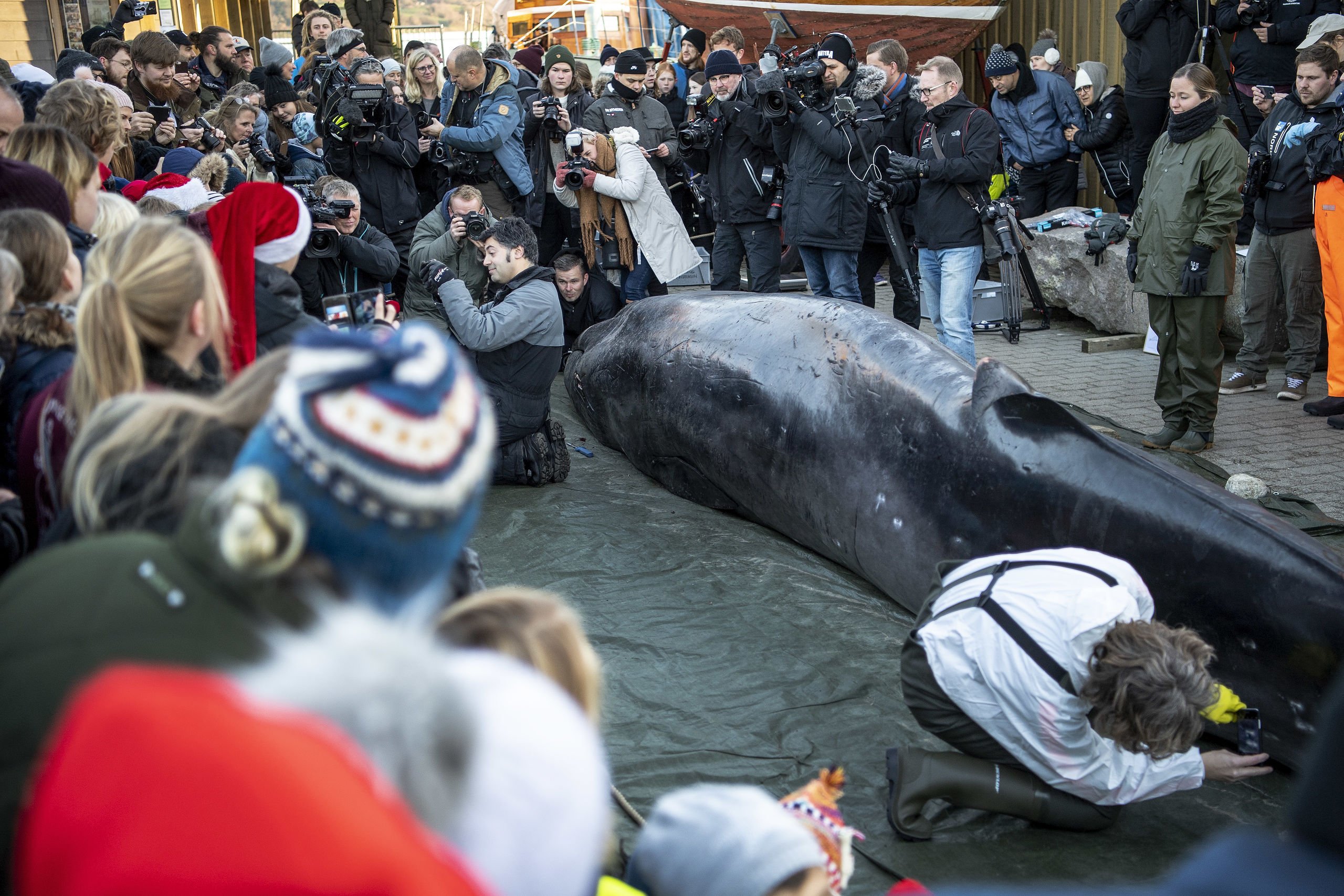 Hvalen har sunget færdig: Vi flokkedes i Hobro for at se hvalen, fordi den er stor, sjælden og flink