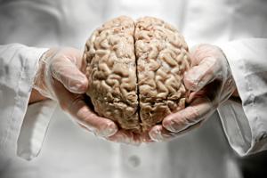 Hjerneforsker: Vores hjerne ændrer minder løbende