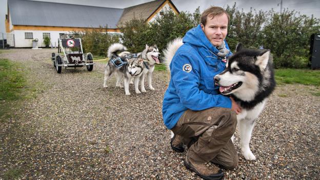 Kim Rinke Jensen har seks hunde af racen Alaskan Malamute, der glæder sig til at komme ud og køre. Arkivfoto: Hans Ravn