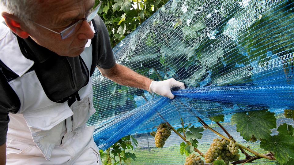 Vinavleren letter på det net, som yder nødvendig beskyttelse mod hvepse og fugle. Foto: Peter Mørk