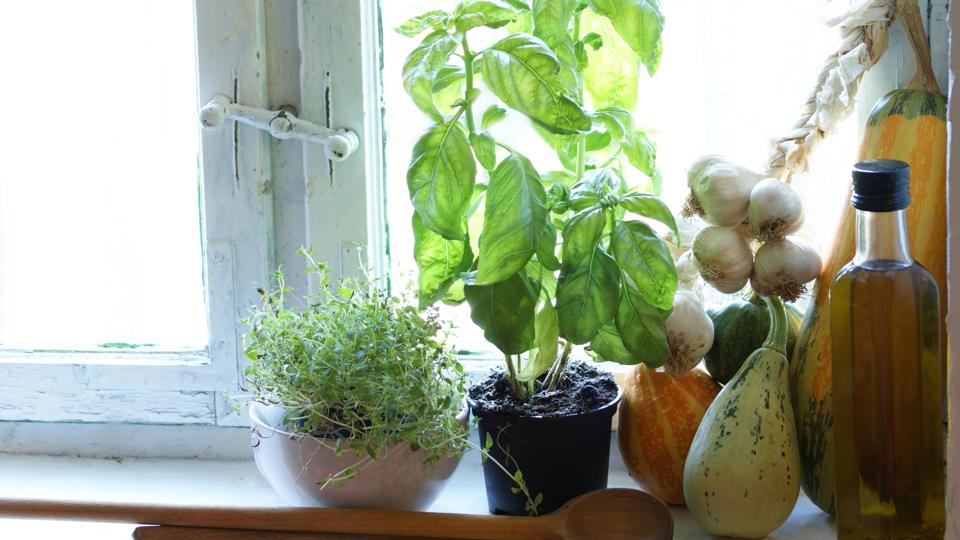 Vælg en vindueskarm, som ikke er lige over en radiator, når du vil dyrke krydderurter. Foto: Colourbox