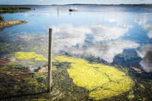 Fjorde dør: Kraftigt iltsvind i Mariagerfjord og Limfjorden