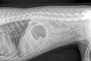 Aalborg Dyrehospital ser ofte hunde spise noget, de ikke skal: Bold sad på tværs i maven