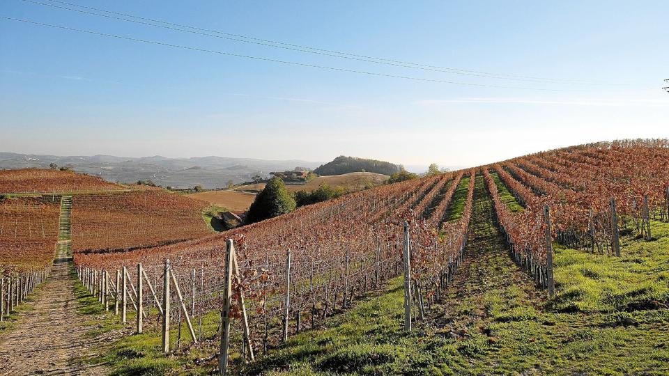 Gemmas marker er spredt ud over et stort område i hjertet af Piemonte. <i>Jørgen la Cour-Harbo</i>