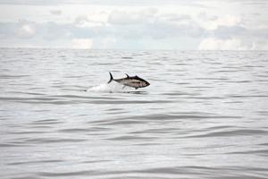 Lystfiskere skal fange kæmpe-tun i Skagen