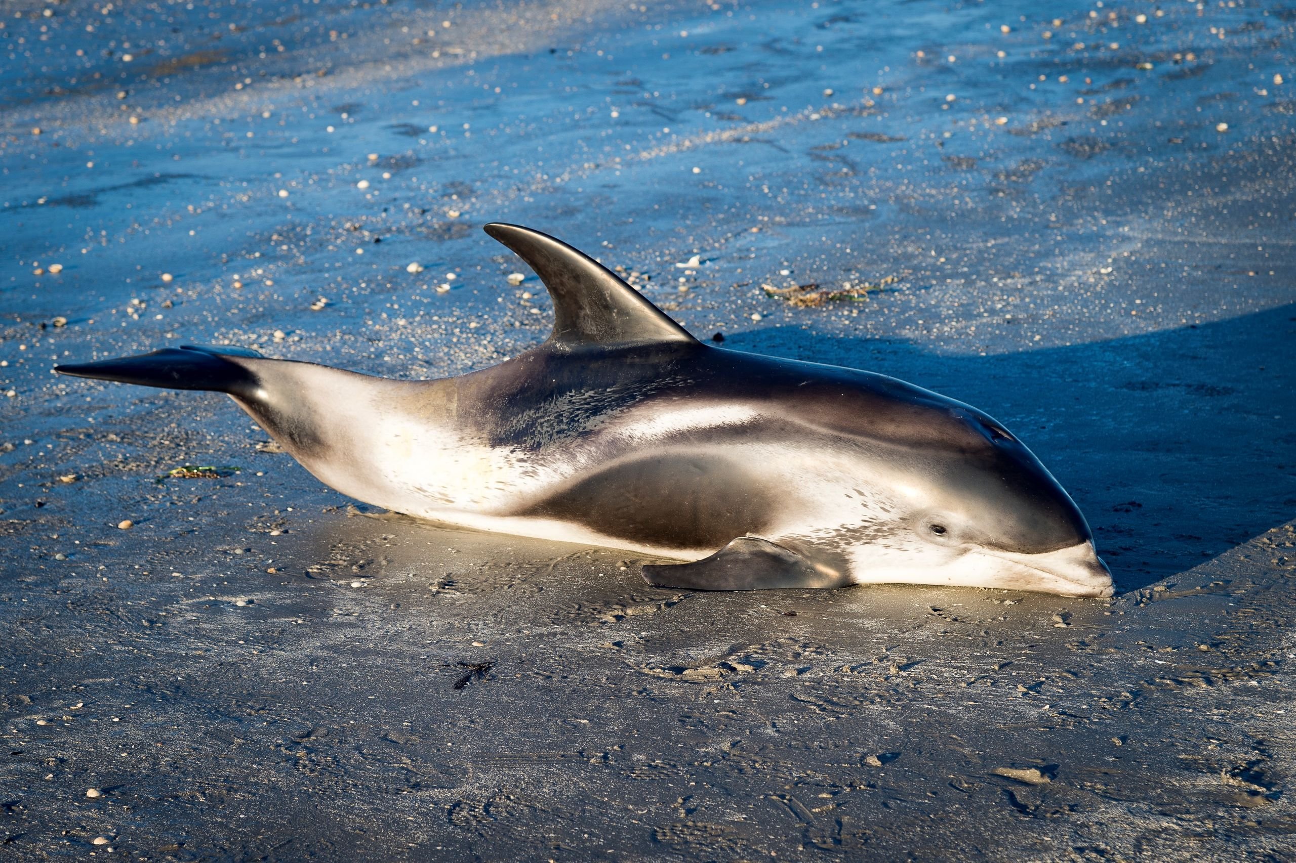 Død delfin er en hvidnæse - Læs hele artiklen Nordjyske.dk