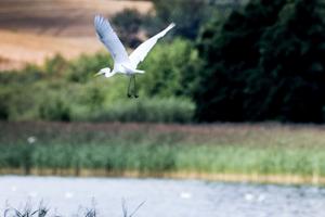 Sjældne fugle er vilde med lokal sø