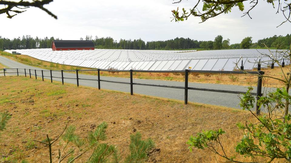 Hadsund Fjernvarme tog solvarmen i brug i 2016. Det består af over 20.000 kvadratmenter paneler. Foto: Jesper Thomasen