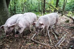Heldige svin: Skovgrise øffer rundt på eventyr i skovbunden