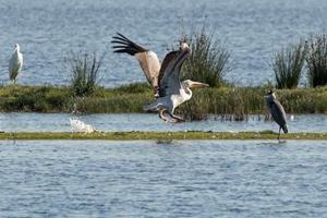 Første vilde hvide pelikan set i Thy: Vingefang på næsten fire meter