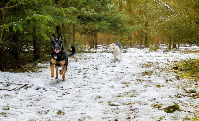 Hundeskoven i Faddersbøl er en populær tumleplads for hunde. Nu bliver hegnet omkring skoven lagt ned, mens skovningsmaskinerne arbejder med at tynde ud i bevoksningen.