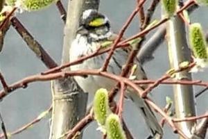 Fuglesensation i Skagen: Lille fugl fløj 5000 km forkert