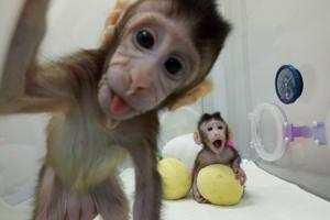 Forskere har klonet aber