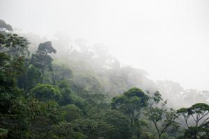 Når du har læst denne artikel, er 1.920.000 kvadratmeter af verdens regnskov forsvundet