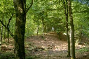Nordjylland får ny naturpark: - En af kommunens smukkeste naturperler