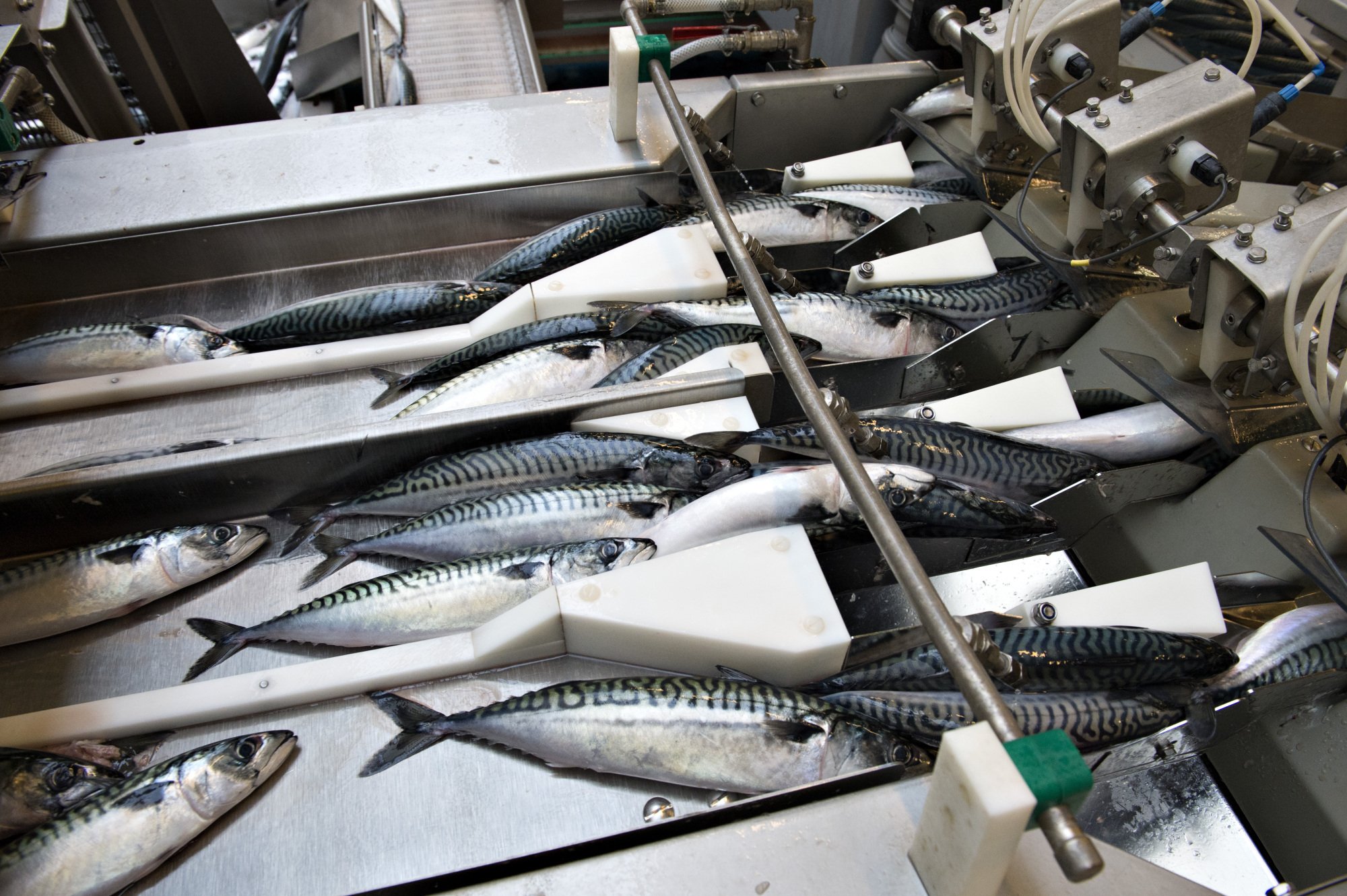 Et utilfredsstillende resultat: Makrel-producent mærker hård konkurrence